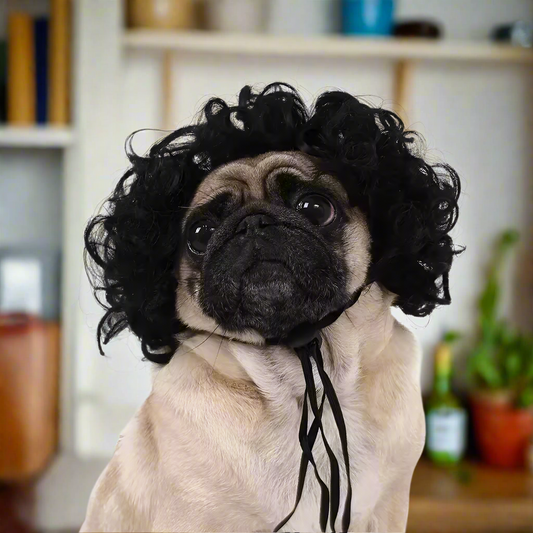 Pet Wig Costume – Funny Dog & Cat Wig with Qi Bangs or Curly Hair, Black, Golden, Silver Pet Wigs for Halloween & Cosplay